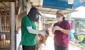 ลงพื้นที่สุ่มเก็บตัวอย่าง oropharyngeal swab โครงการเฝ้าระวังโรคไข้หวัดนกในไก่ไข่เชิงรุกแบบบูรณาการของประเทศไทย ครั้งที่ 1/2567